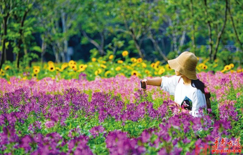 长沙全年赏花时间一览表(春夏秋冬)