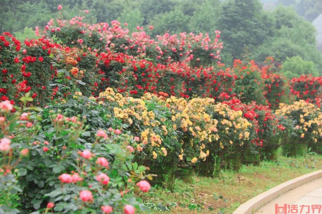 湖南省植物园现在有什么花开放 附赏花指南