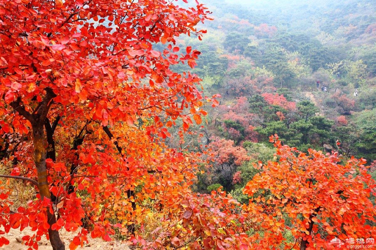 北京香山公园一日游最佳路线推荐