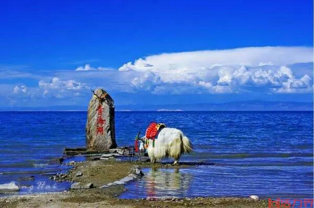 青海湖什么时候去最好  青海湖是湖还是海