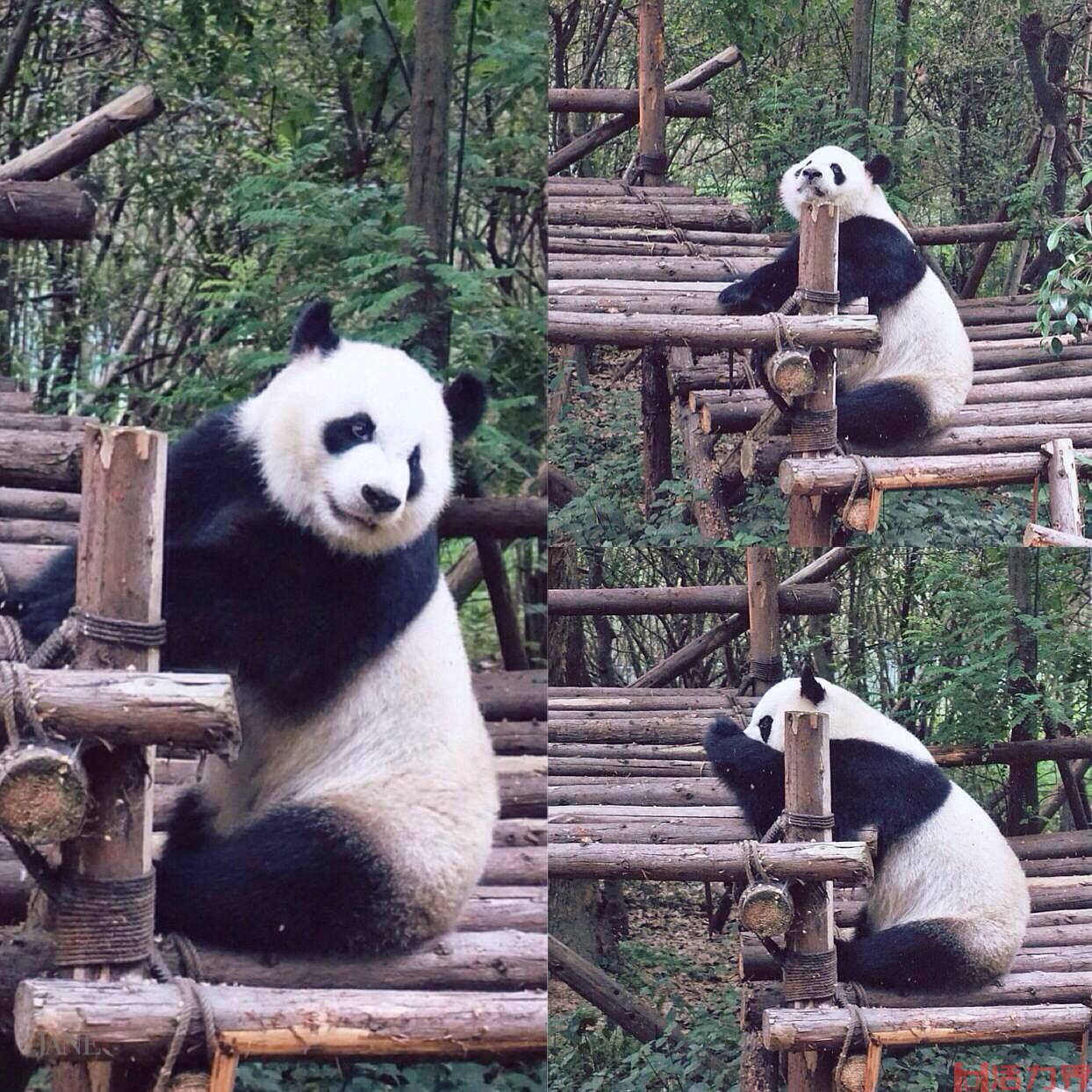 成都熊猫基地有什么好玩的 成都熊猫基地游记