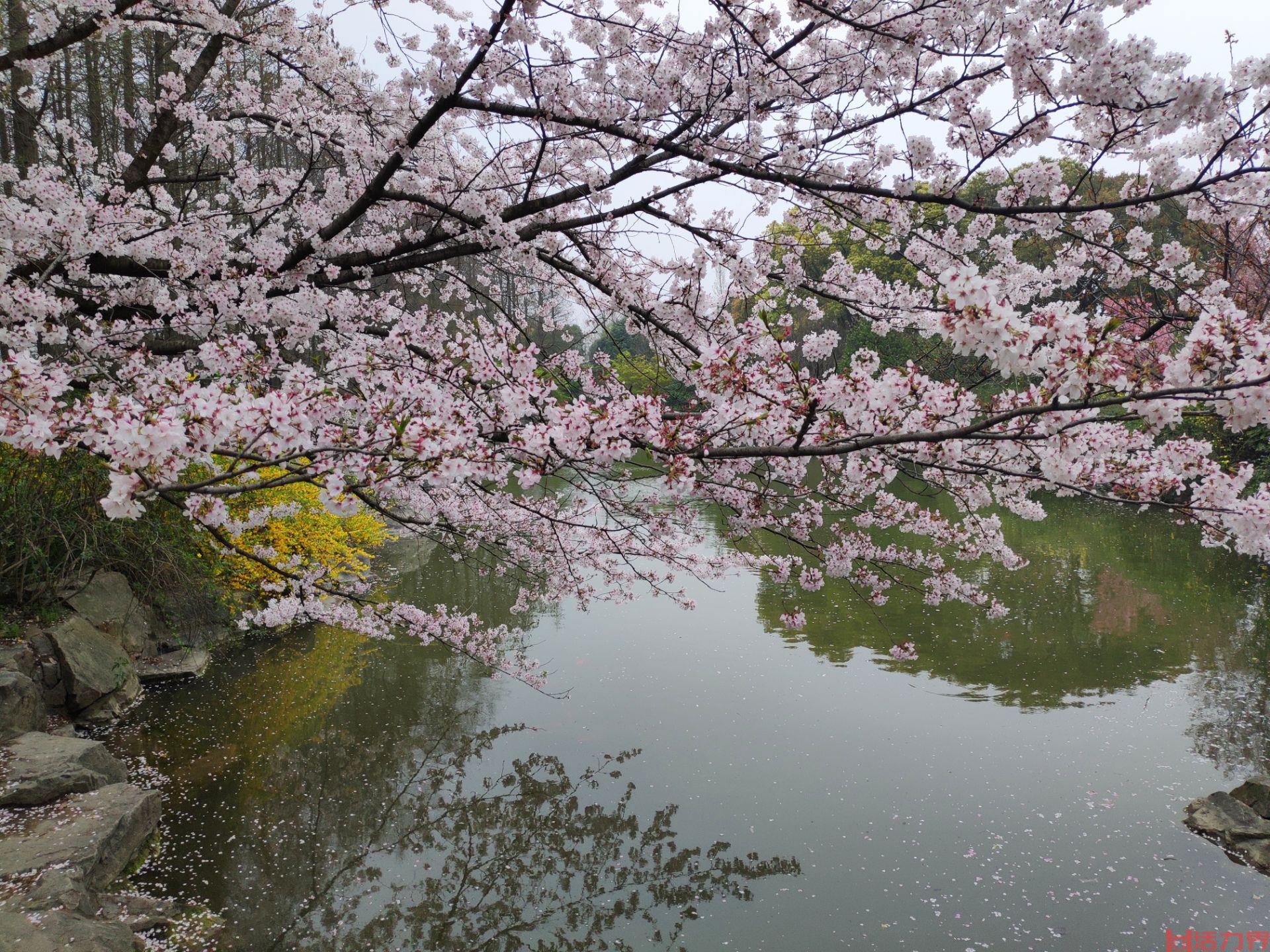 11月-12月上海植物园赏花攻略