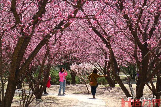 3月北京踏青好去处-门票价格及交通指南