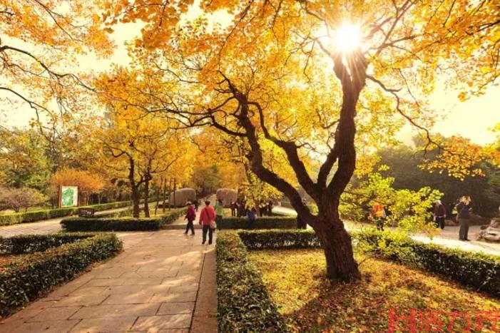 2021南京秋季逛马路赏秋的最佳去处