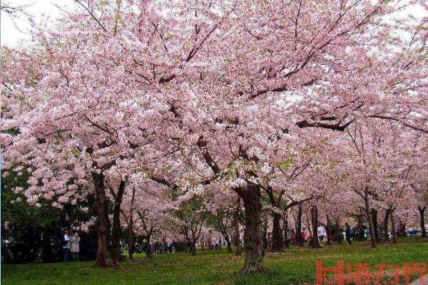 长沙看花的地方有哪些 长沙全年赏花攻略