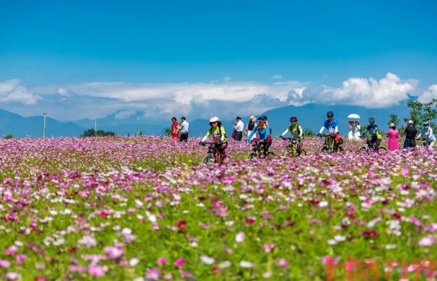 2021温江汪家湾格桑花海盛花期-旅游指南