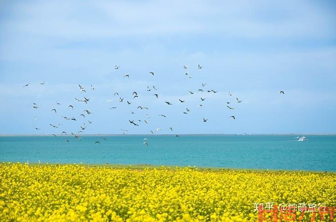 青海油菜花几月开花?最佳拍摄点在哪?