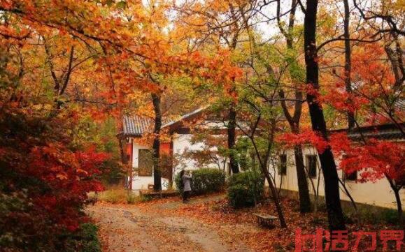 南京栖霞山枫叶最佳观赏时间是在几月份 11月底景色最美