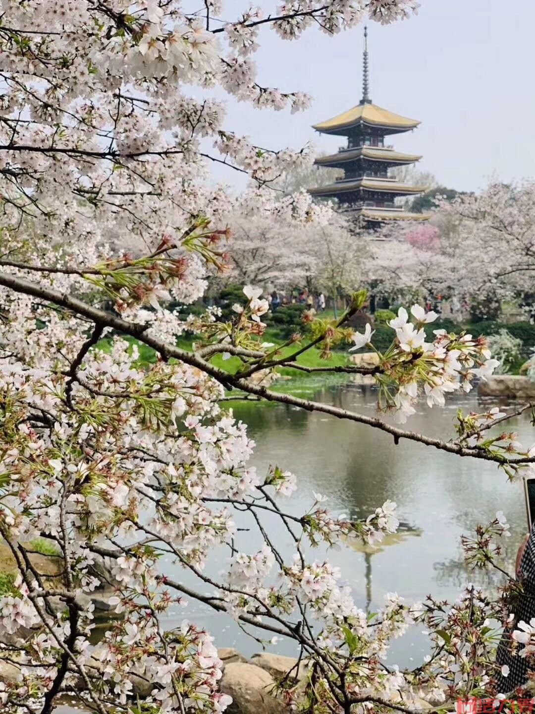 武大樱花比东湖樱花好看吗 武大樱花节游玩攻略