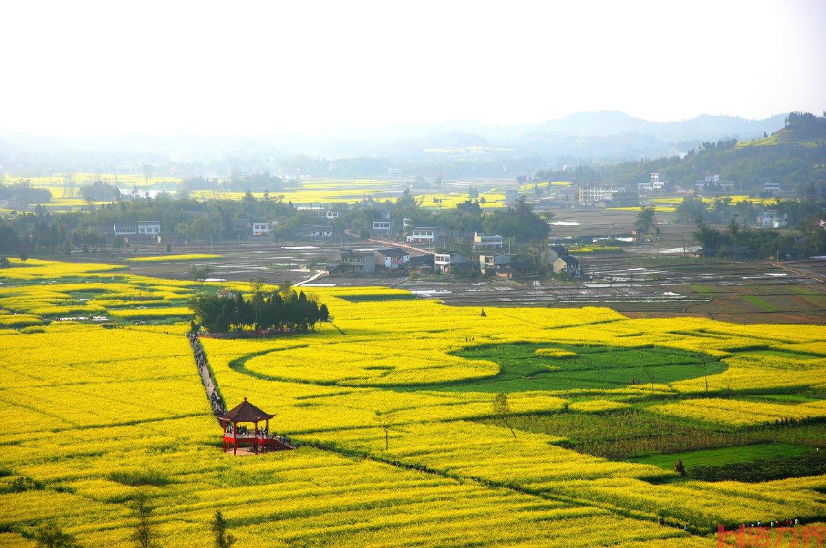 重庆油菜花旅游景点在哪里