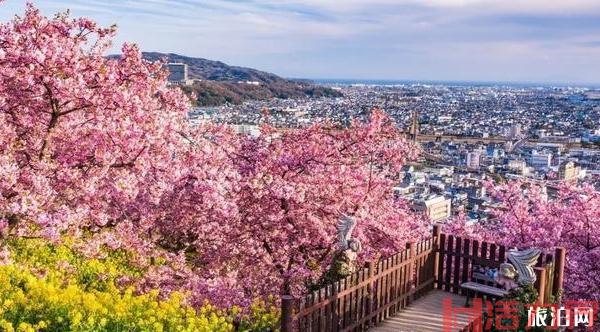 日本赏樱花最佳地点