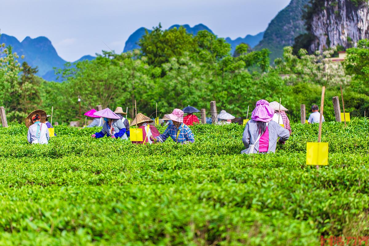 成都春季采茶的地方有哪些