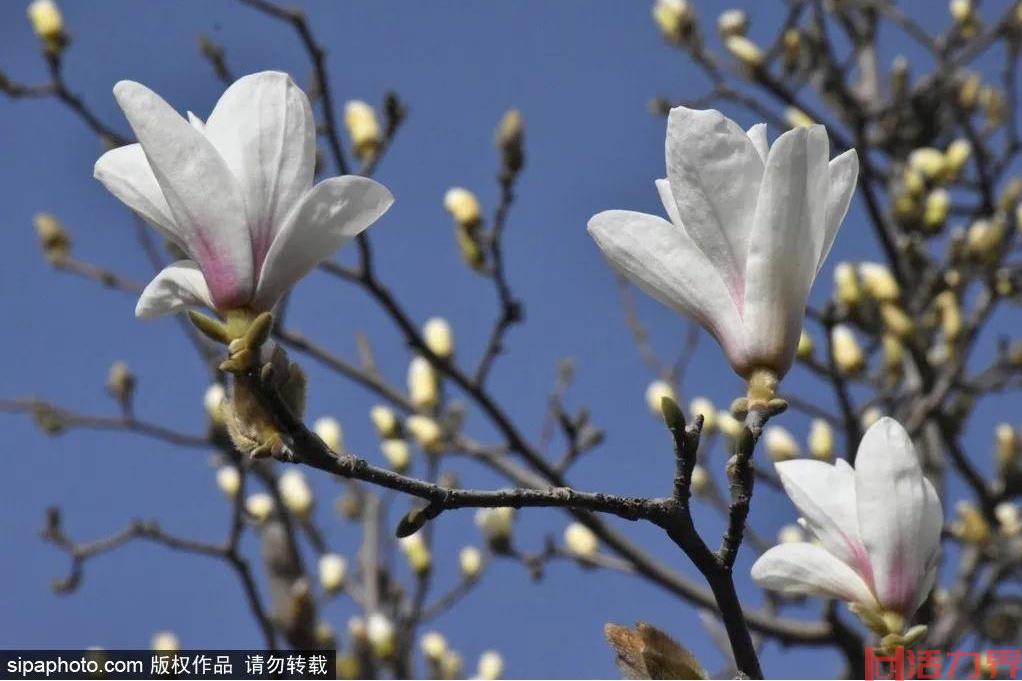 北京哪里可以看玉兰花