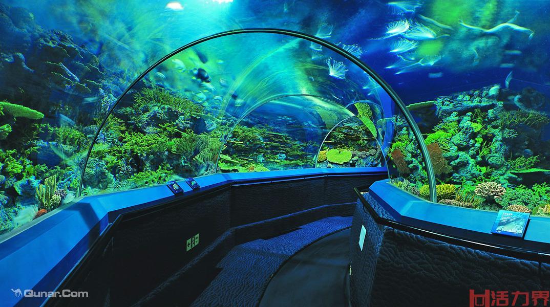 上海海洋水族馆一日游？