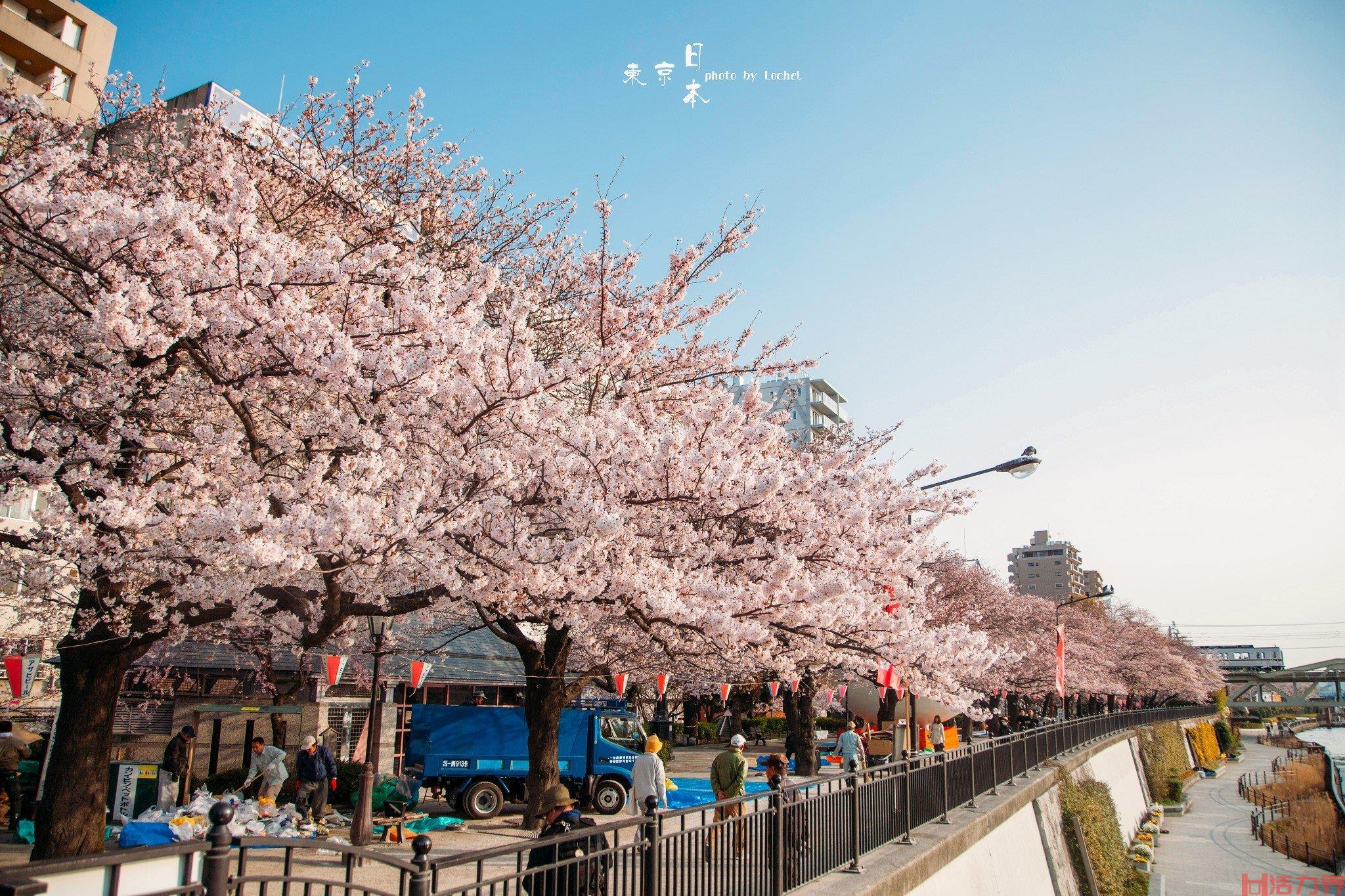 日本旅游樱花攻略有哪些？