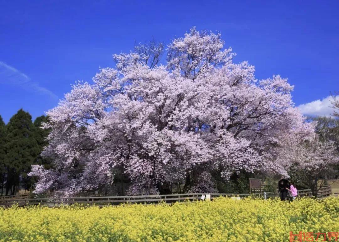 日本的樱花怎么就比中国的好看了？为什么一定要去日本看？