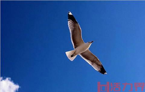 飞翔是自由的，是舒适的——专访第五届世界动力伞锦标赛中国选手王明吉