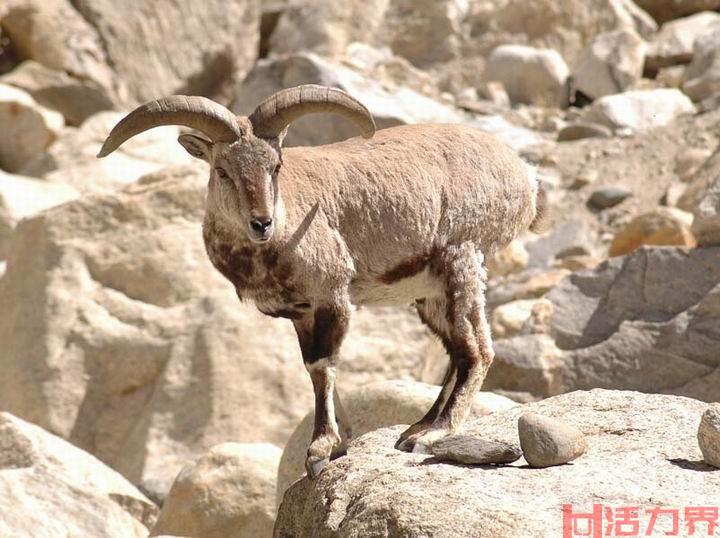 攀岩趣事：史上最奇葩的山羊，能够在悬崖绝壁上奔跑跳跃