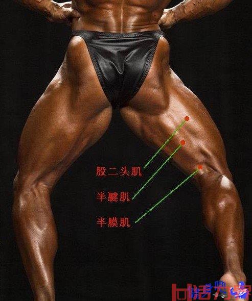 如何提升大腿后侧肌群？