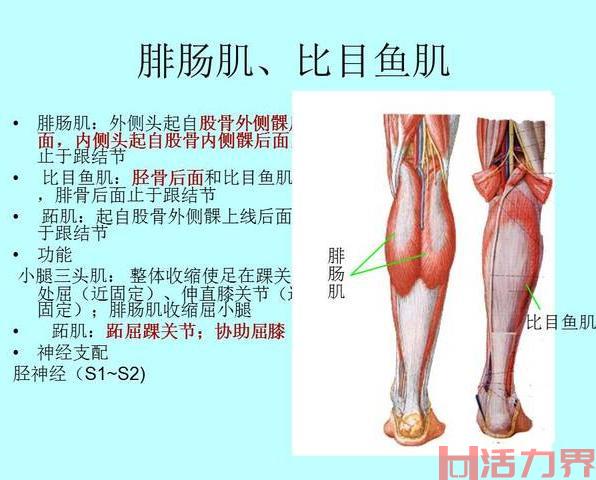 股三头肌的位置在哪里？