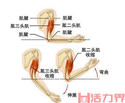 肱三头肌在哪？怎么锻炼肱三头肌？